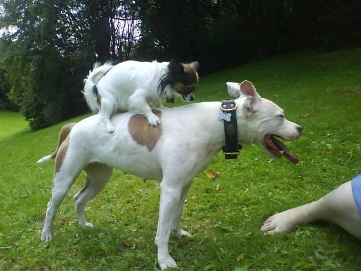 Amerikansk staffordshire terrier Two-Face - Jeps, jeg er bred nok til at der kan stå en Chihuahua på min ryg...  billede 6