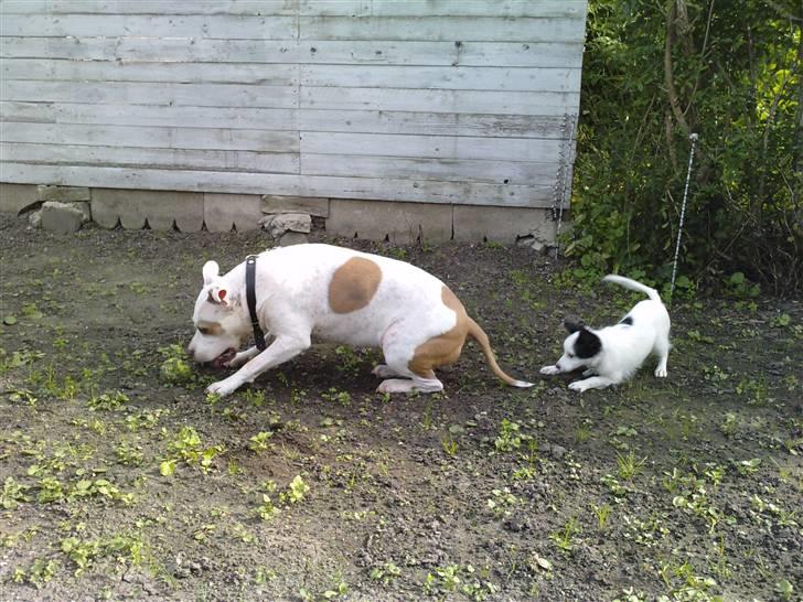 Amerikansk staffordshire terrier Two-Face - Gæt hvor Shia sidder 30 sek efter billedet er taget? billede 7