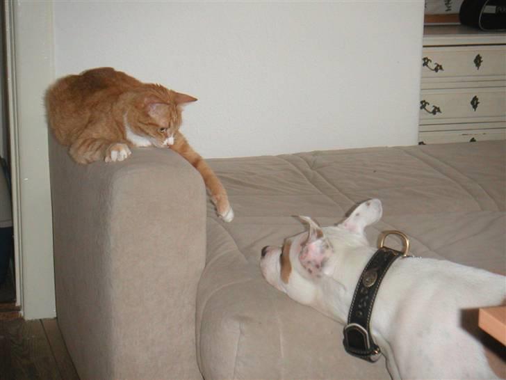 Amerikansk staffordshire terrier Two-Face - Du er altså lidt spændende Damian - men oss en smuuuule farlig... billede 8