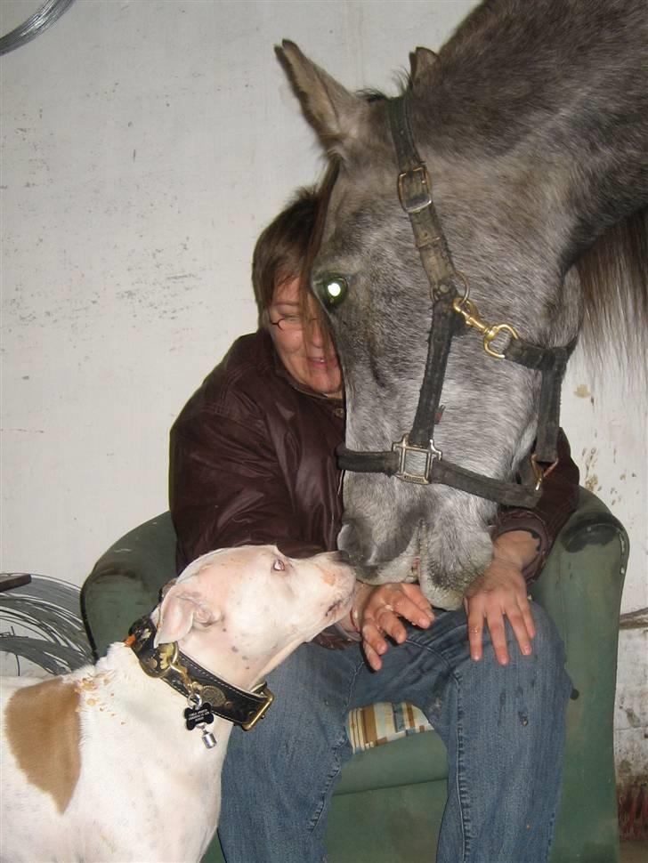 Amerikansk staffordshire terrier Two-Face - Du er godt nok stor Khadeer...  billede 9