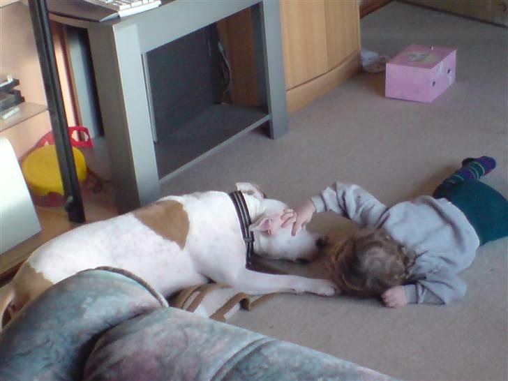 Amerikansk staffordshire terrier Two-Face - Bliver grundigt undersøgt af Jack billede 10