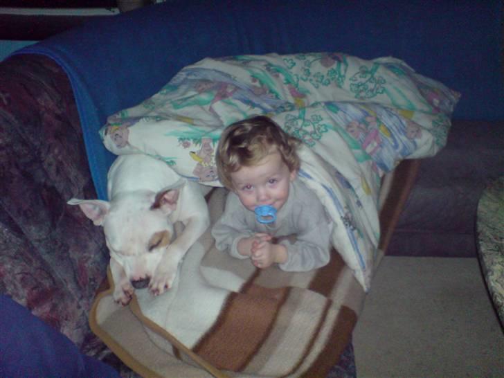 Amerikansk staffordshire terrier Two-Face - Total råhygge med Jack billede 11