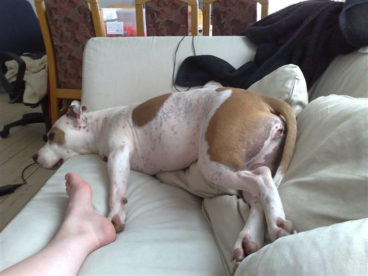 Amerikansk staffordshire terrier Two-Face - Det her er helt sikkert den gode stilling! billede 12