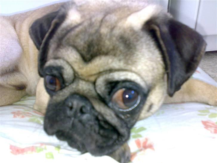 Mops Louis - Siger hej til kameraet... billede 1