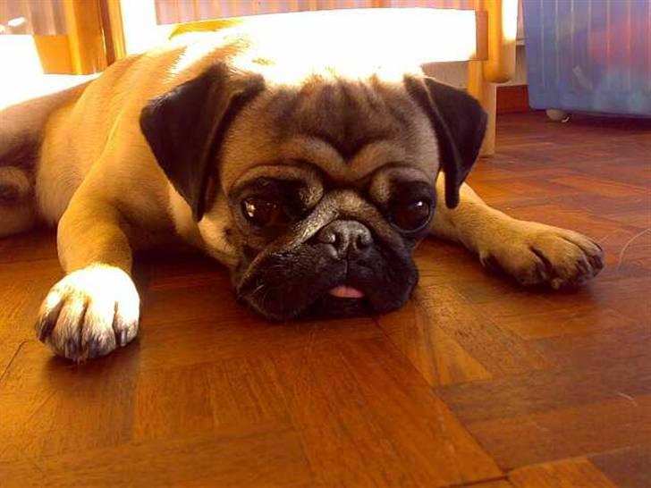 Mops Louis - Den lille fotomodel! billede 2