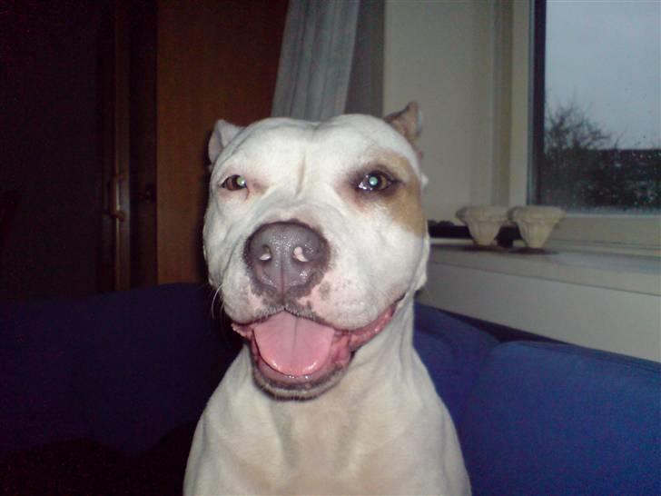 Amerikansk staffordshire terrier Two-Face - Smiiiiil :-D billede 13