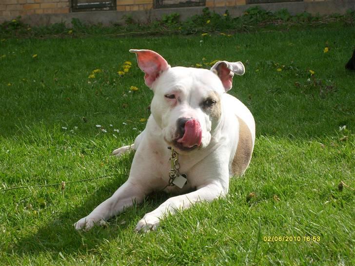 Amerikansk staffordshire terrier Two-Face - Nyder solen sommer ´10 billede 14