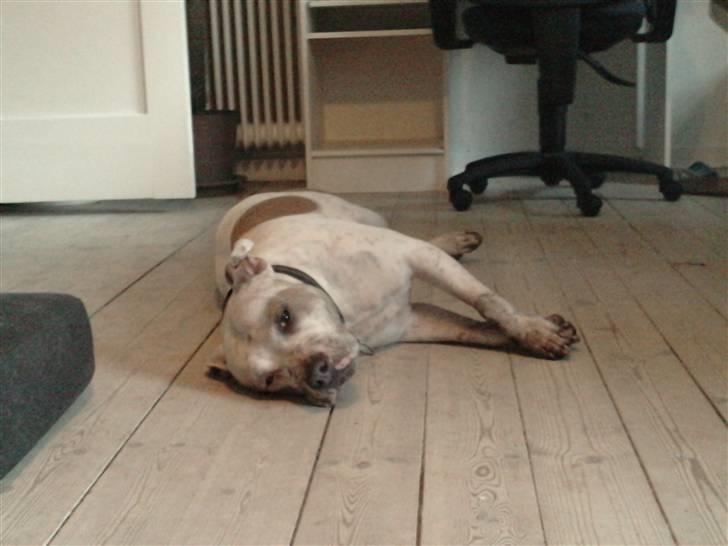 Amerikansk staffordshire terrier Two-Face - En smuuuule beskidt efter en go gang foldbold på en mudder... æhm... græsplæne... billede 15