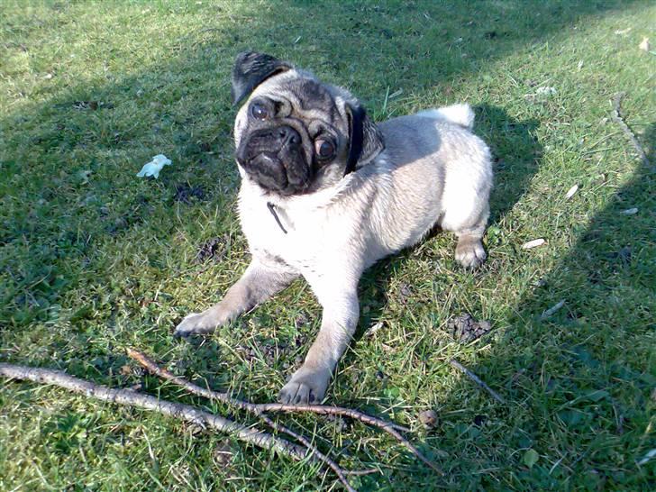 Mops Louis - En tur i parken. billede 3