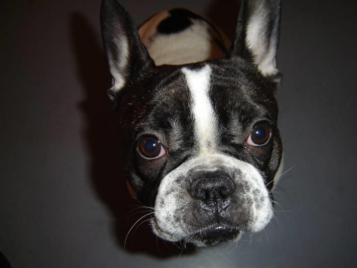 Fransk bulldog Bertha billede 11