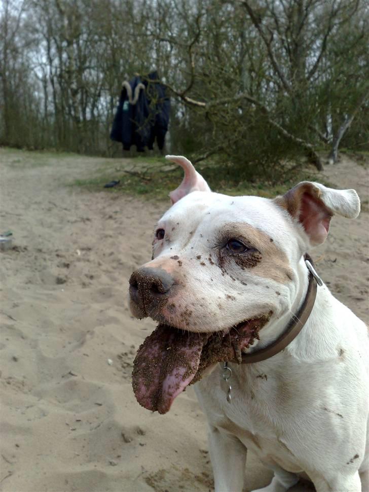 Amerikansk staffordshire terrier Two-Face - Sand?!? Hvor? billede 16