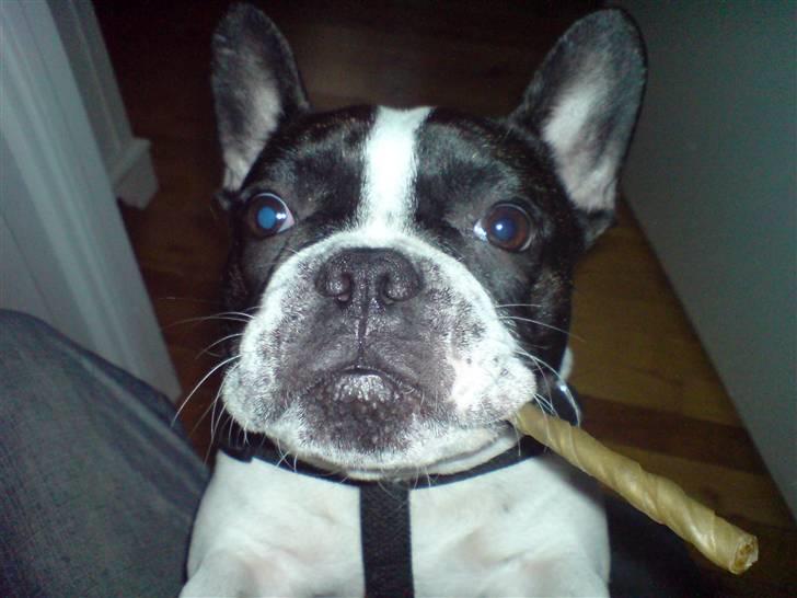 Fransk bulldog Bertha - Alcapone billede 12