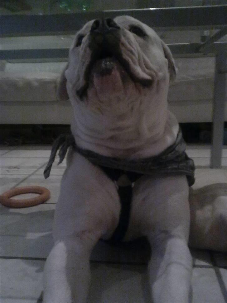 Amerikansk bulldog Valentino billede 1