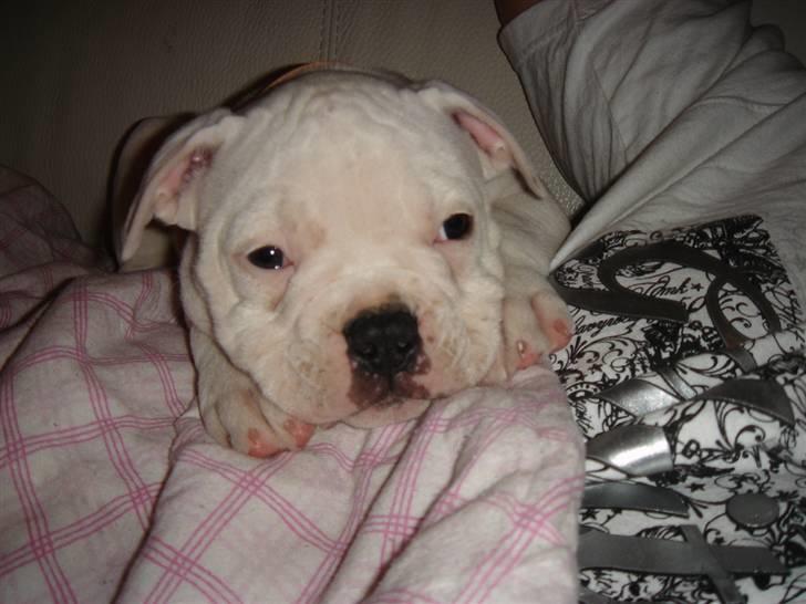 Amerikansk bulldog Valentino billede 2