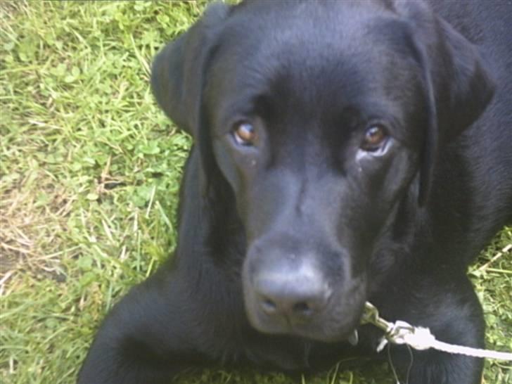 Labrador retriever Simba billede 17