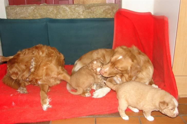 Nova scotia duck tolling retriever Bertel - nu skal jeg hjælpe billede 17