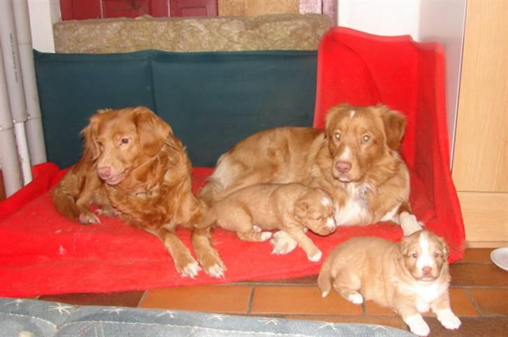 Nova scotia duck tolling retriever Bertel - lad dem bare løbe en tur billede 18