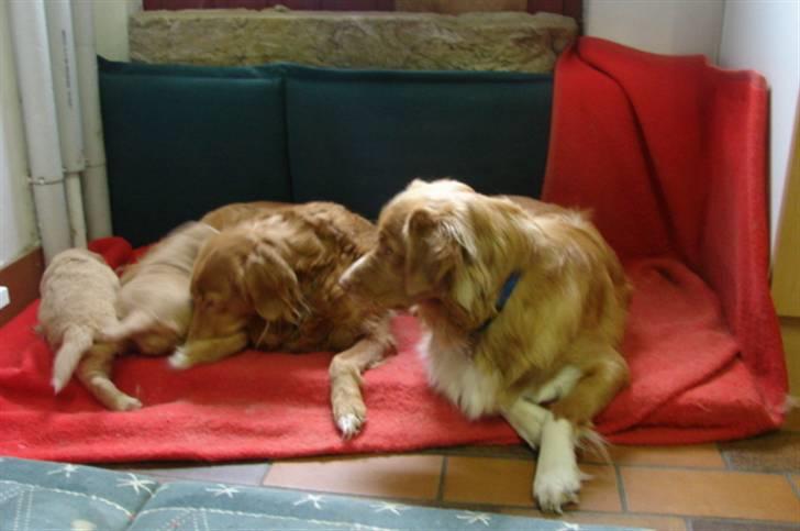 Nova scotia duck tolling retriever Bertel - øv de spiser  da osse  altid billede 19