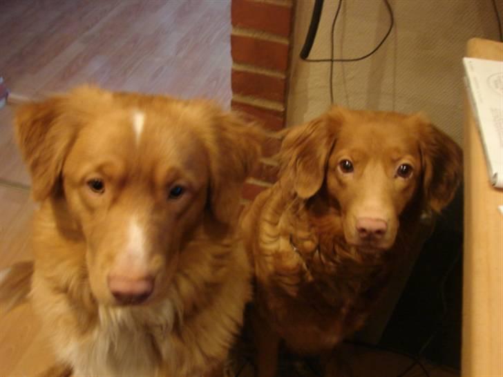 Nova scotia duck tolling retriever billie - får vi et stykke eller hvad billede 4