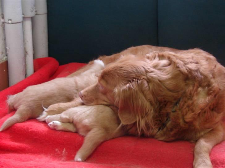 Nova scotia duck tolling retriever billie - jeg er lige her billede 5