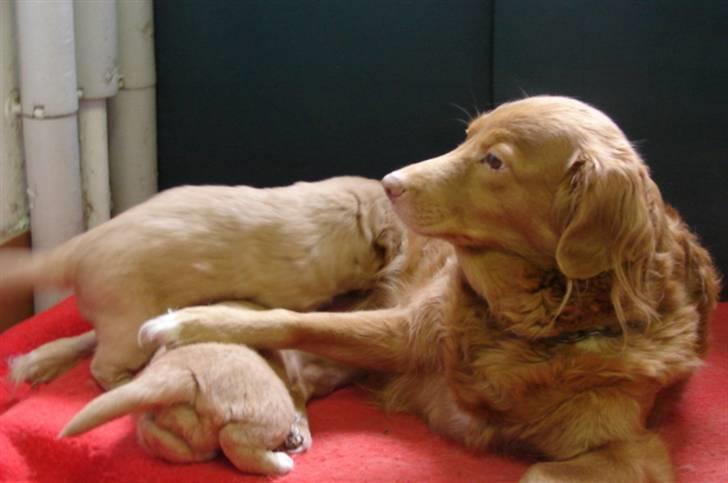 Nova scotia duck tolling retriever billie - jeg har den billede 7