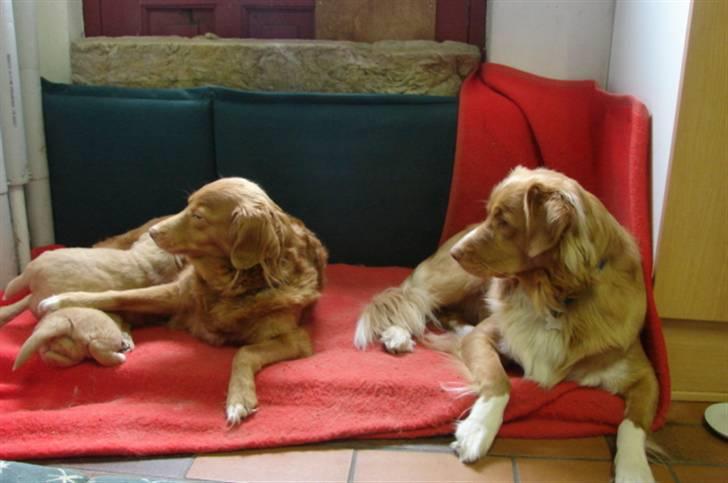 Nova scotia duck tolling retriever billie - det er altså mine billede 8
