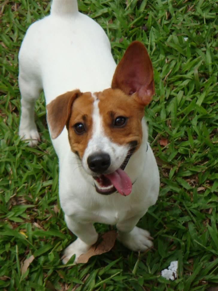 Jack russell terrier Gizmo (Mr Wonky Ears) - Leif Lalleglad :O) billede 9