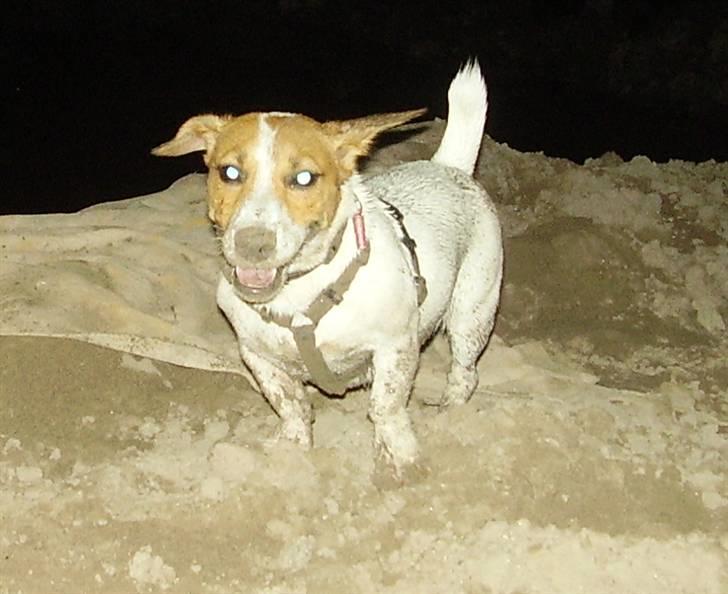 Jack russell terrier Gizmo (Mr Wonky Ears) - Charme, selvtillid og lækkert hår ;O) billede 10
