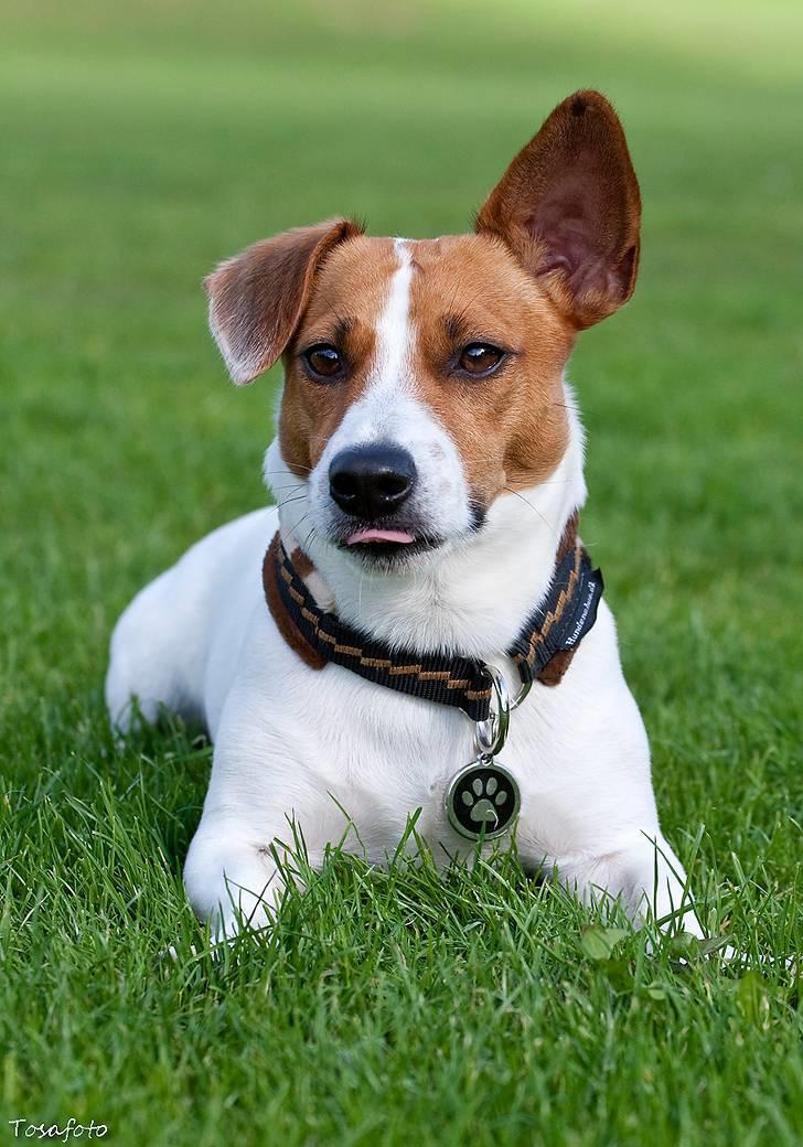 Jack russell terrier Gizmo (Mr Wonky Ears) - Og det er så min mening om det haha billede 11