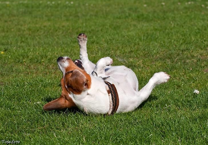 Jack russell terrier Gizmo (Mr Wonky Ears) - Rulle rulle, nøj det er godt der her :) billede 12