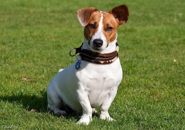 Jack russell terrier Gizmo (Mr Wonky Ears) - Well hello there :O) billede 13