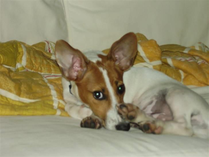 Jack russell terrier Gizmo (Mr Wonky Ears) - Min imitation af en Bat eared Fox ti hi (ørkenræv) billede 14