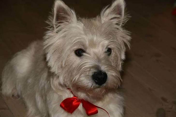 West highland white terrier Laks SOLGT - Deen Lille- til juul derhjemme. fik Sit Årllige Julebad- og bagefter fik han børstet tænder- Redt. og en fin lille sløjfe! billede 1