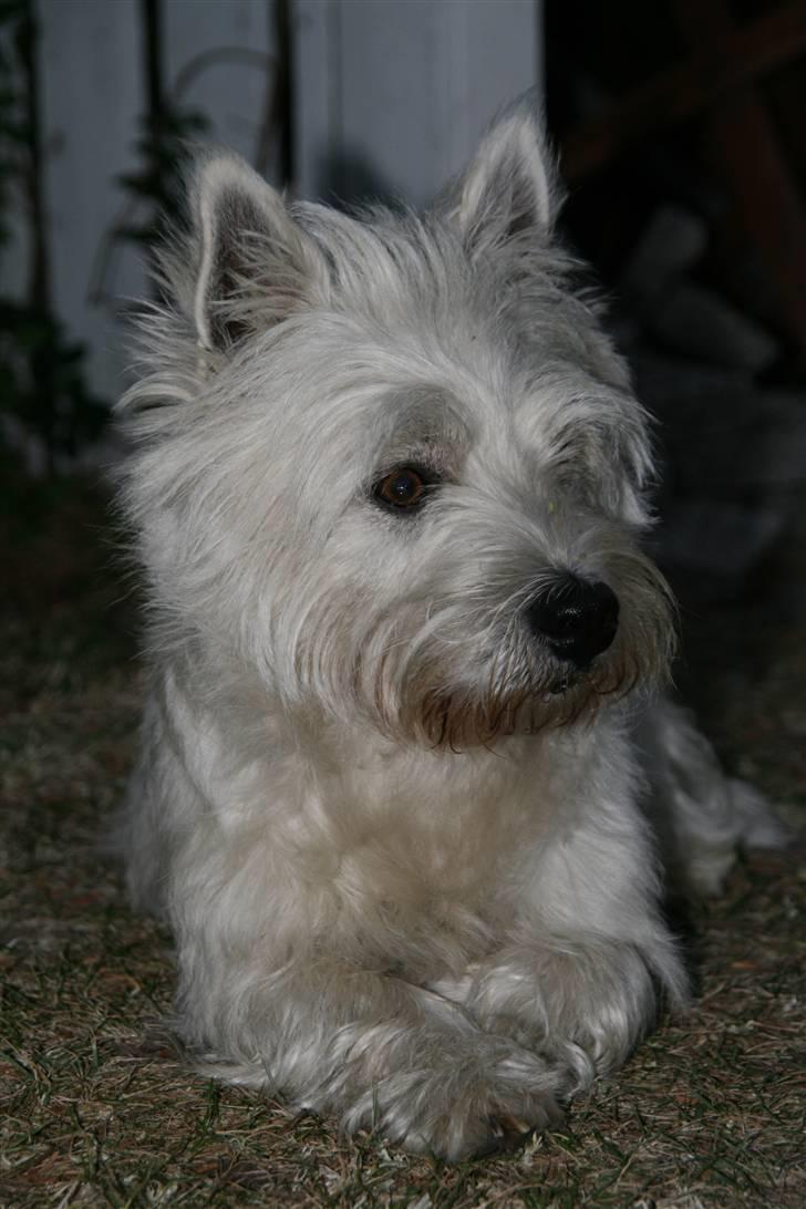 West highland white terrier Laks SOLGT billede 2