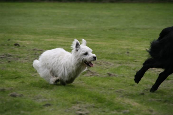 West highland white terrier Laks SOLGT billede 3