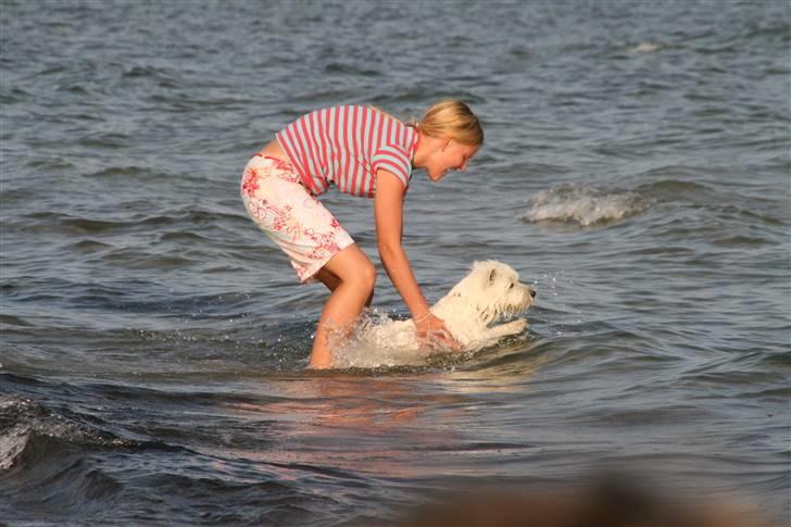 West highland white terrier Laks SOLGT - tjaah- det ser da sjovt ud ikk ;) hih billede 4