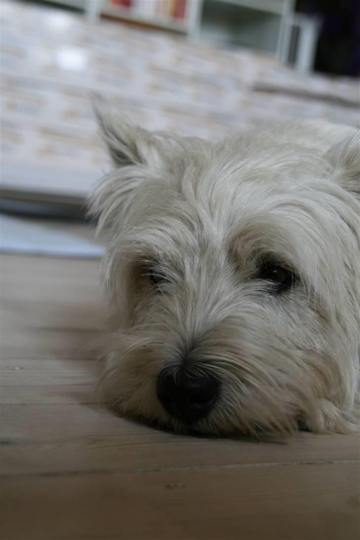 West highland white terrier Laks SOLGT - tjaah- det ser da sjovt ud ikk ;) hih billede 5