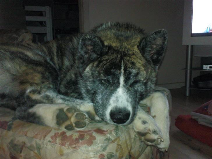 Akita inu sakura billede 5