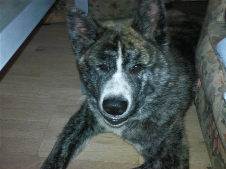 Akita inu sakura billede 7