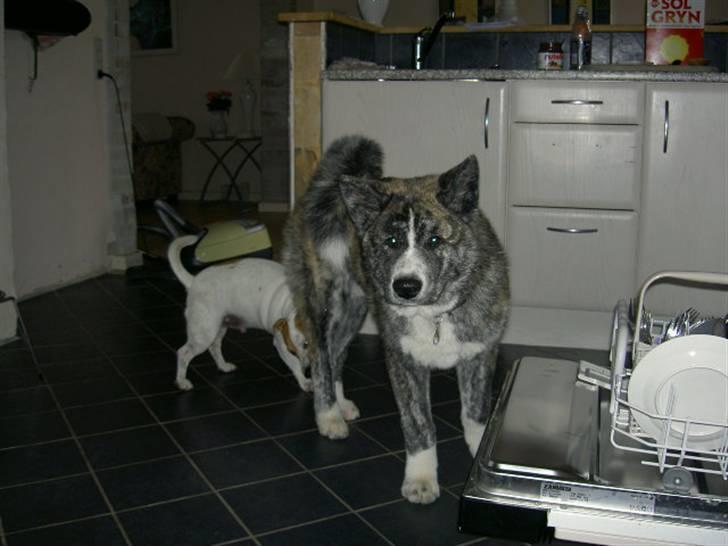 Akita inu sakura billede 8