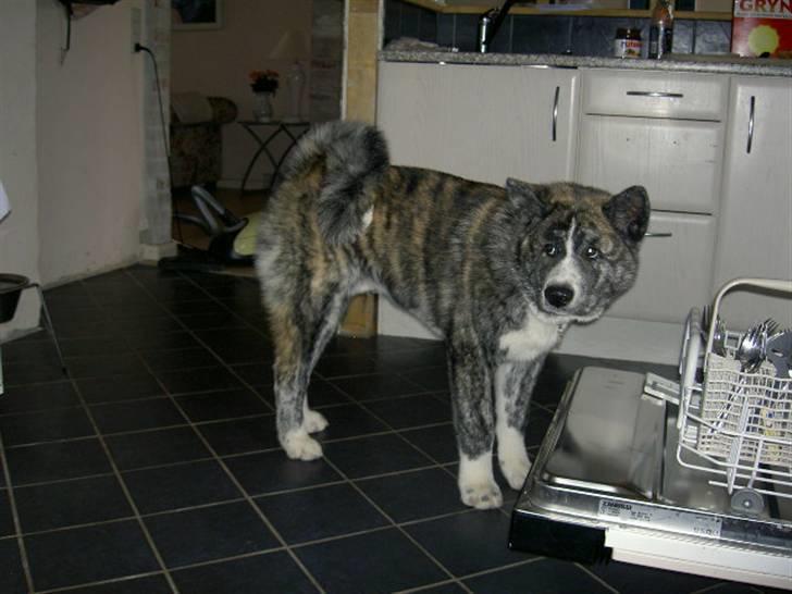 Akita inu sakura - hvor for er det altid mig der skal tømme den billede 9