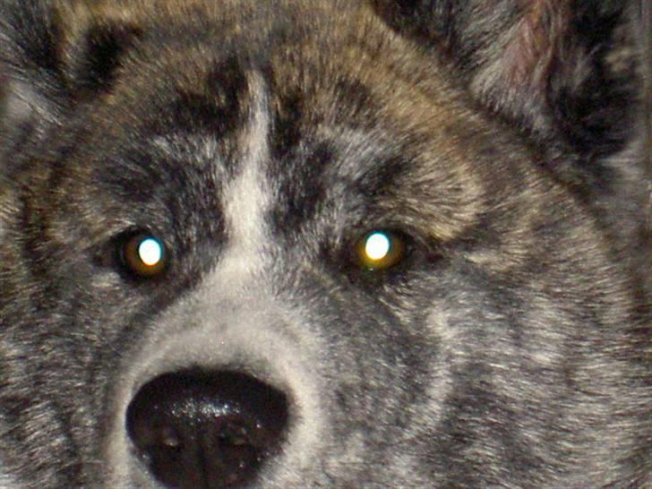 Akita inu sakura billede 10