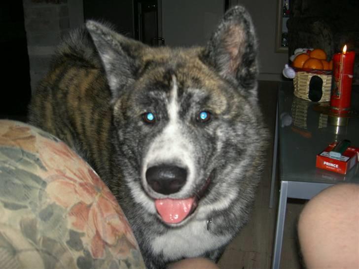 Akita inu sakura - skal vi gå nu billede 11