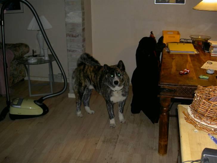 Akita inu sakura billede 12