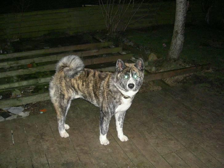 Akita inu sakura billede 14