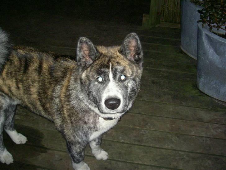 Akita inu sakura billede 15