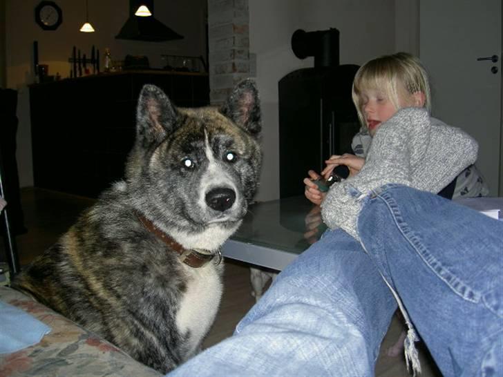 Akita inu sakura billede 16