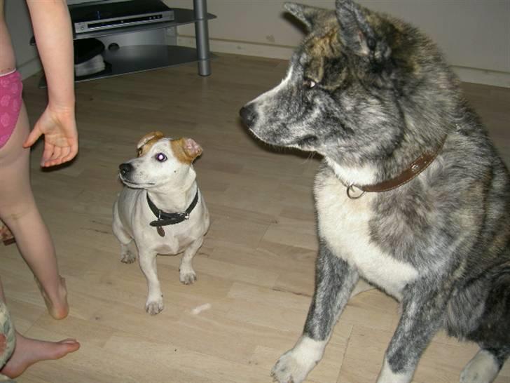 Akita inu sakura billede 17