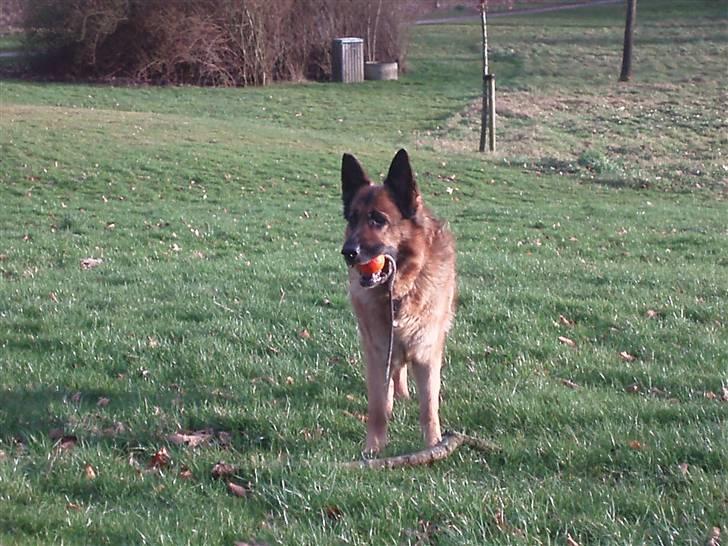 Schæferhund Dixi R.I.P - hej skal vi lege billede 1