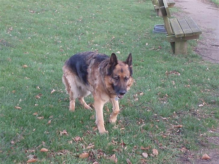 Schæferhund Dixi R.I.P billede 2